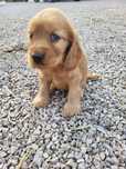 Samiec cocker spaniel