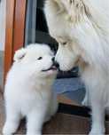 REZERWACJA Szczeniak samoyed samojed
