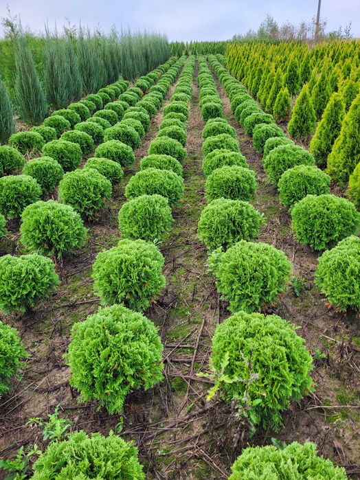 Tuja thuja Danica piękna naturalnie rosnąca kula śr 35-40cm transport