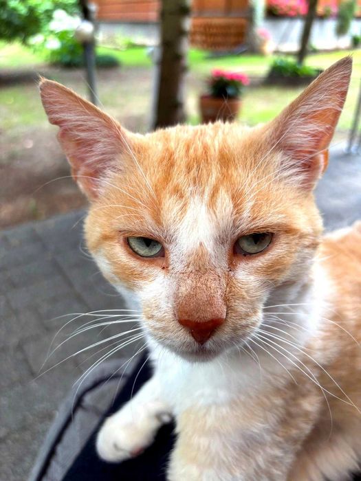 Rudy kotek szuka domu – 7 lat, spokojny, przytulaśny