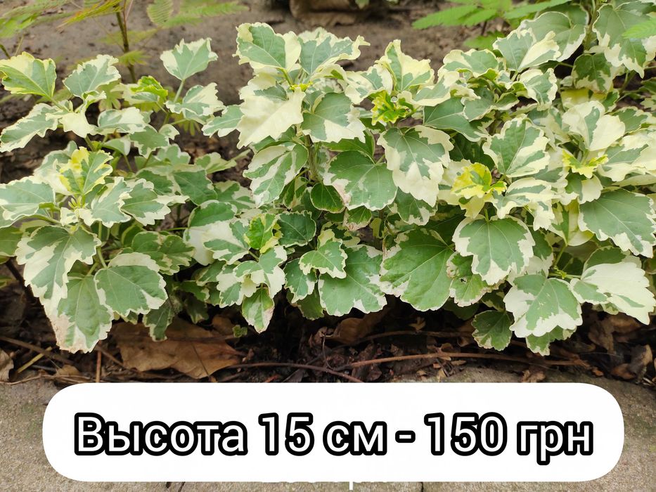 Гибискус древовидный Purpureus Variegatus