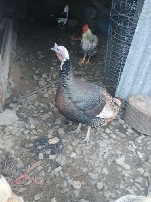 Sprzedam indora  brązowego