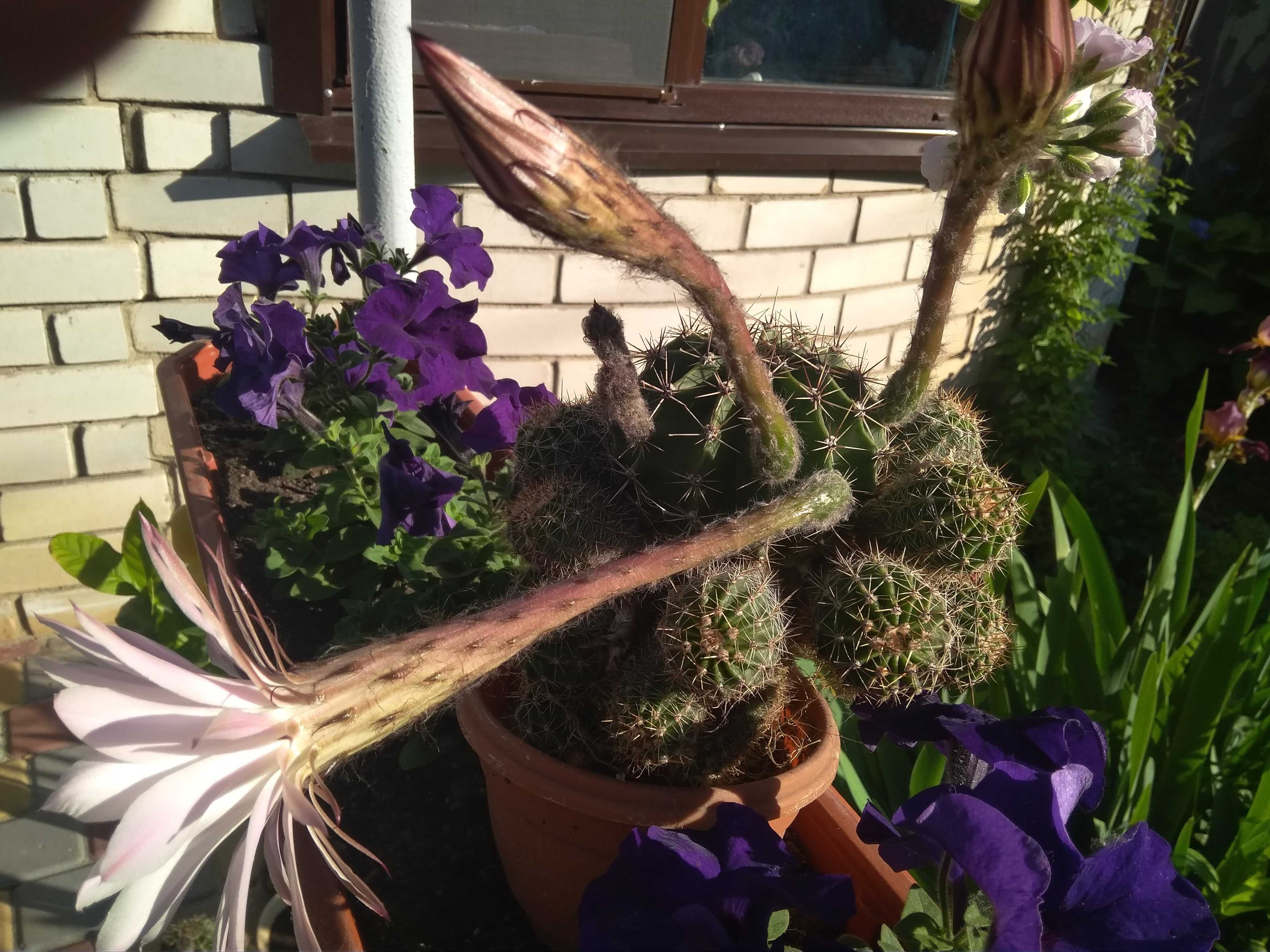 Кактусы -Эхинопсис сейчас все цветут,изумительной красоты