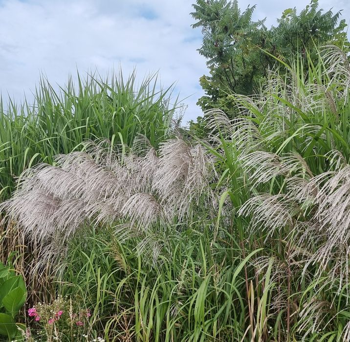 Trawa miskant memory