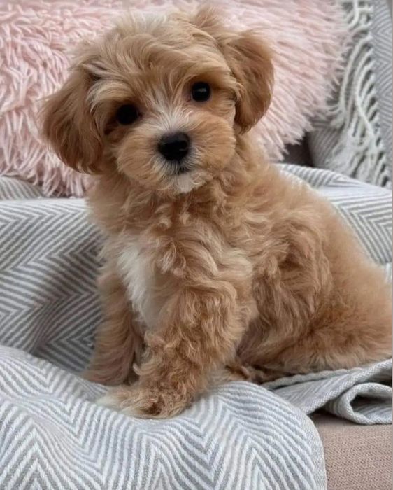 Плюшевий хлопчик Мальтипу, вакцинований, готовий до переїзду