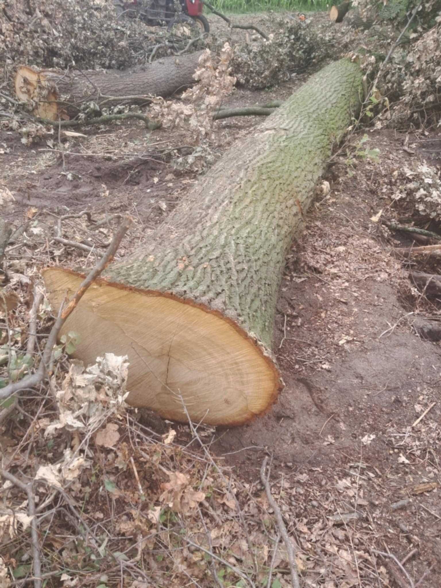 Kłody Dębowe sprzedam