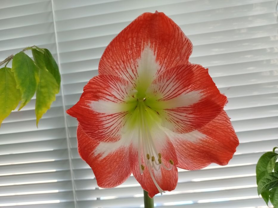 Комнатные растения, экзоты, саженцы и черенки