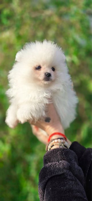 XXS sunia Szpic miniaturowy pomeranian po szkoleniu behawioralnym FC