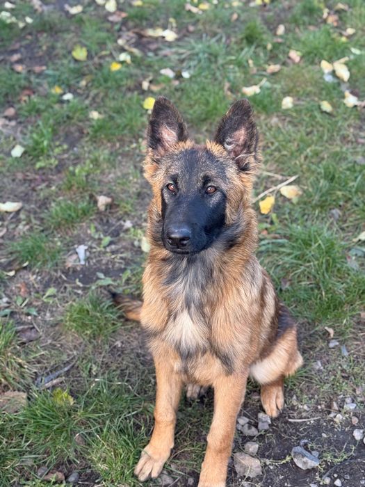 Szczeniaki do adopcji (suczki) mieszańce