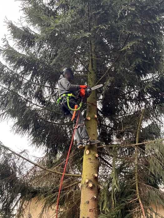 Arborystyka Usuwanie drzew metoda alpinistyczna Wycinka drzew trudnych