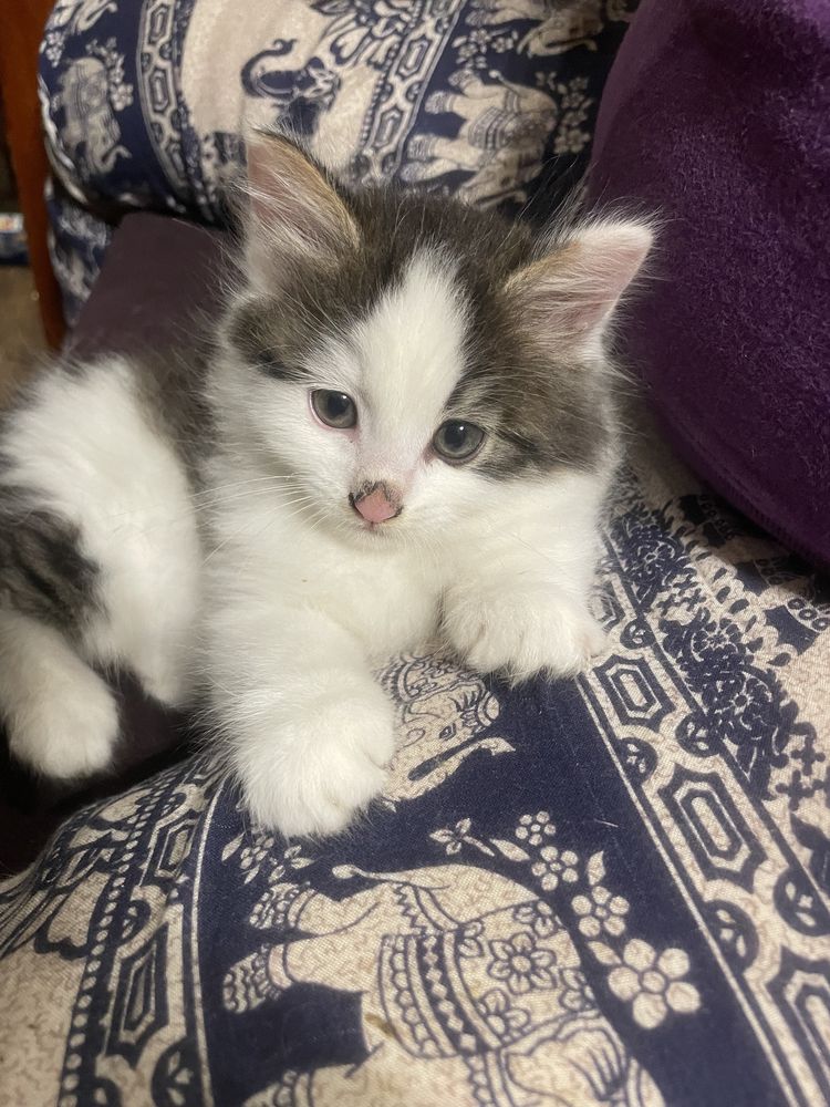 Котик в найкращі ручки