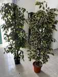 Plantas plástico grandes dimensões decorativas