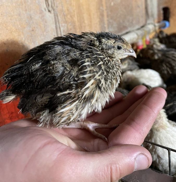 Перепілка підрощена