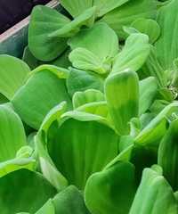 Pistia woda porcja