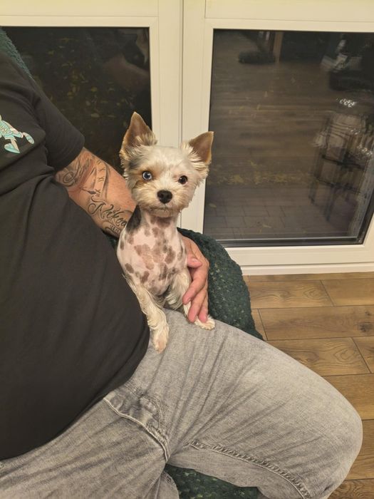 Yorkshire terrier mini