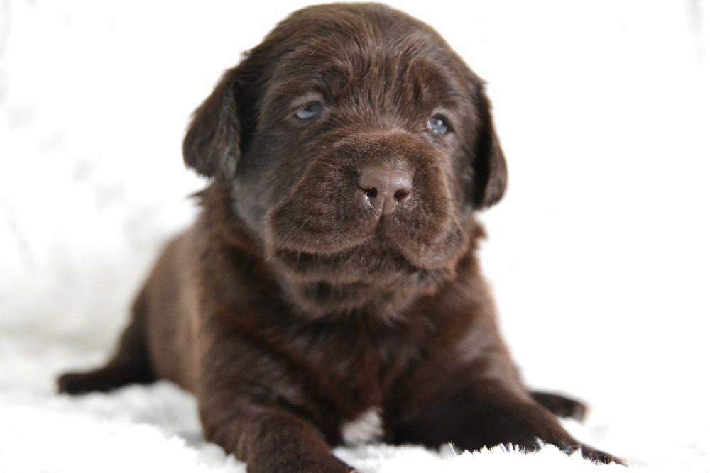 Piękny Szczeniak Labrador Retriever