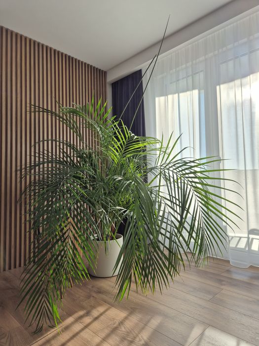 Palma Areka duży egzemplarz z donicą