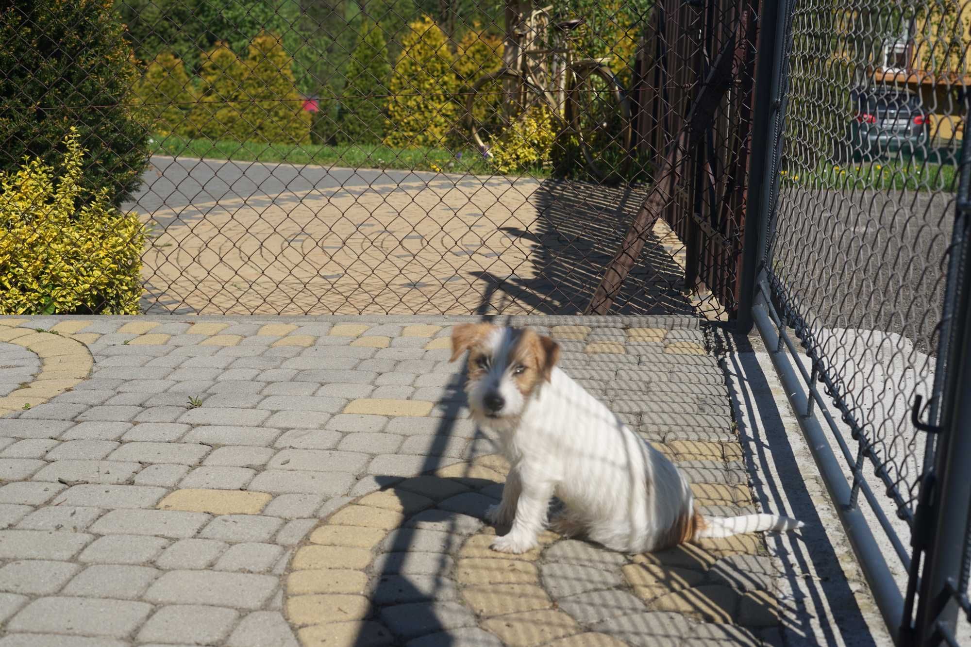 Jack Russell Terrier ZKwP FCI chłopak