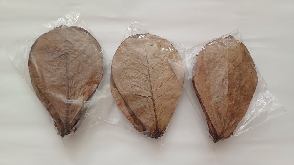 Liście Ketapang Migdałecznika  duże 15-20 cm 30 sztuk