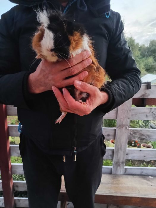 Świnki morskie szukają nowego domku