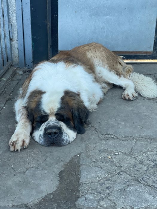 Вязка случка московская сторожевая овчарка кобель