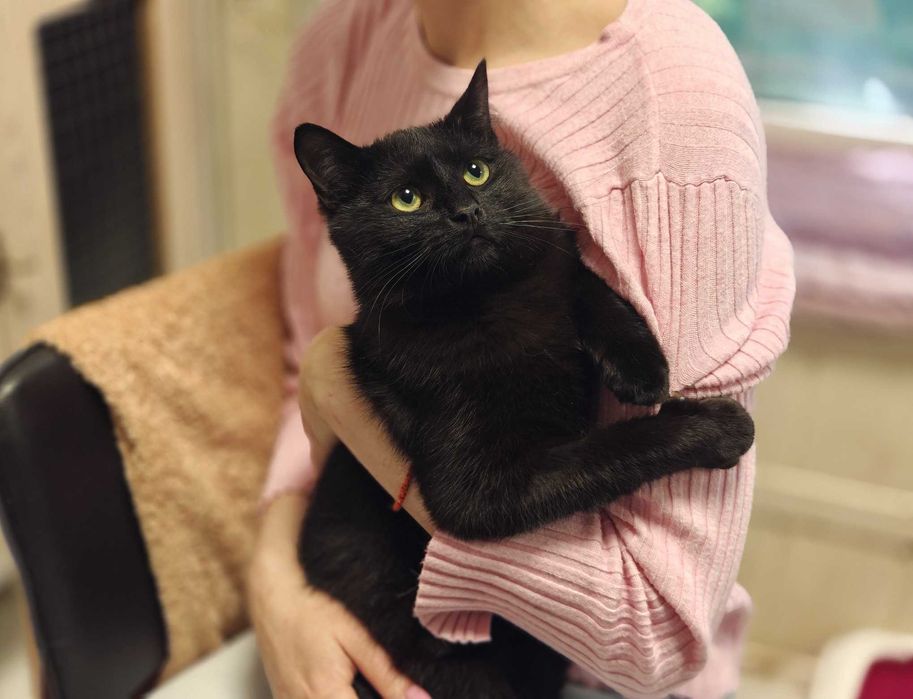 Кася: одна кішечка між домом і вулицею (1 рік, кішка)