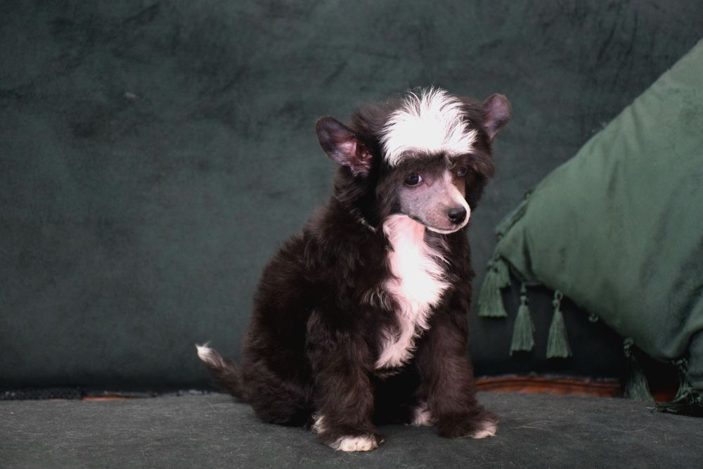 Cão de Crista Chines - Variedade Com pelo