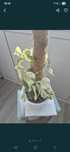 Epipremnum pinnatum variegata