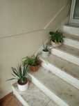 6 plantas + vasos