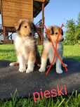 Owczarek szkocki ((collie ostatni piesek z miotu)) 8 tyg 5,5 kg