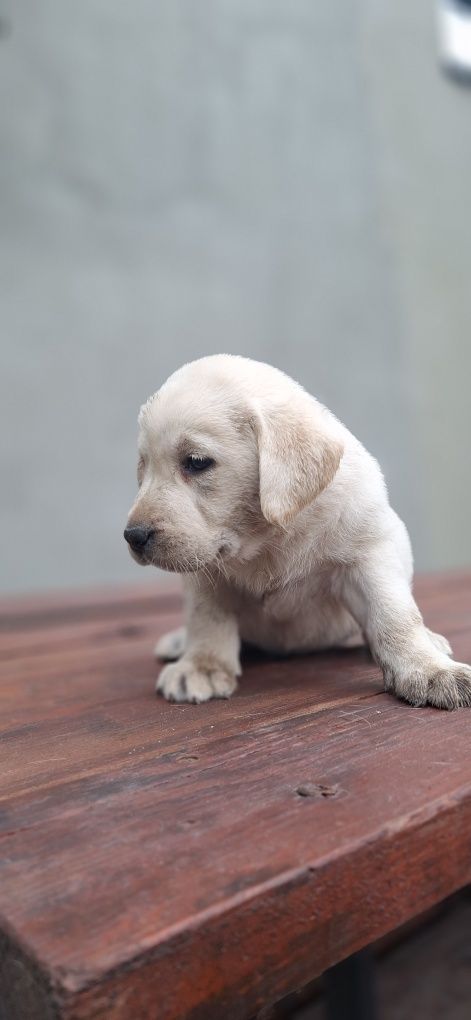 Suczka labrador retriever biszkopt