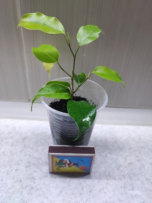 Фикус "Реджинальд"