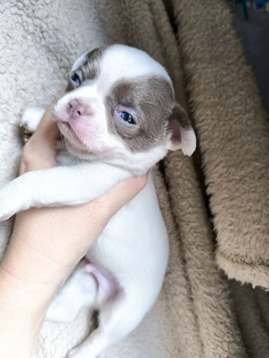 Chihuahua.Menino Branco e Lilás de Olhos azuis.  Perfeito!
