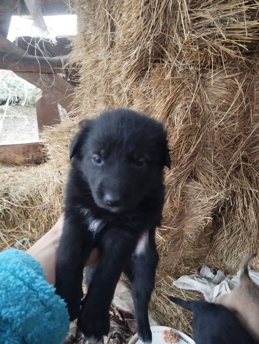 Щенки немецкой овчарки