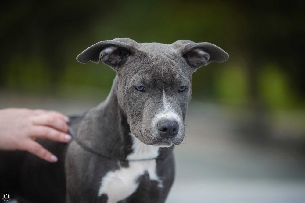 Паливо-блакитна та блакитна дівчинки амстафф стафф стаффорд