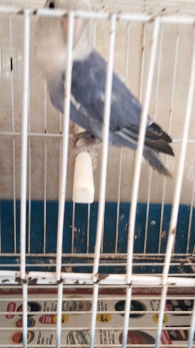 Agapornis e caturra machos por sexagem