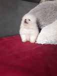 Szpic miniaturowy pomeranian przepiękny  malutki piesek