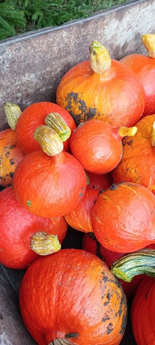 Dynia hokkaido 15 kg ostatni zbiór wyprzedaż