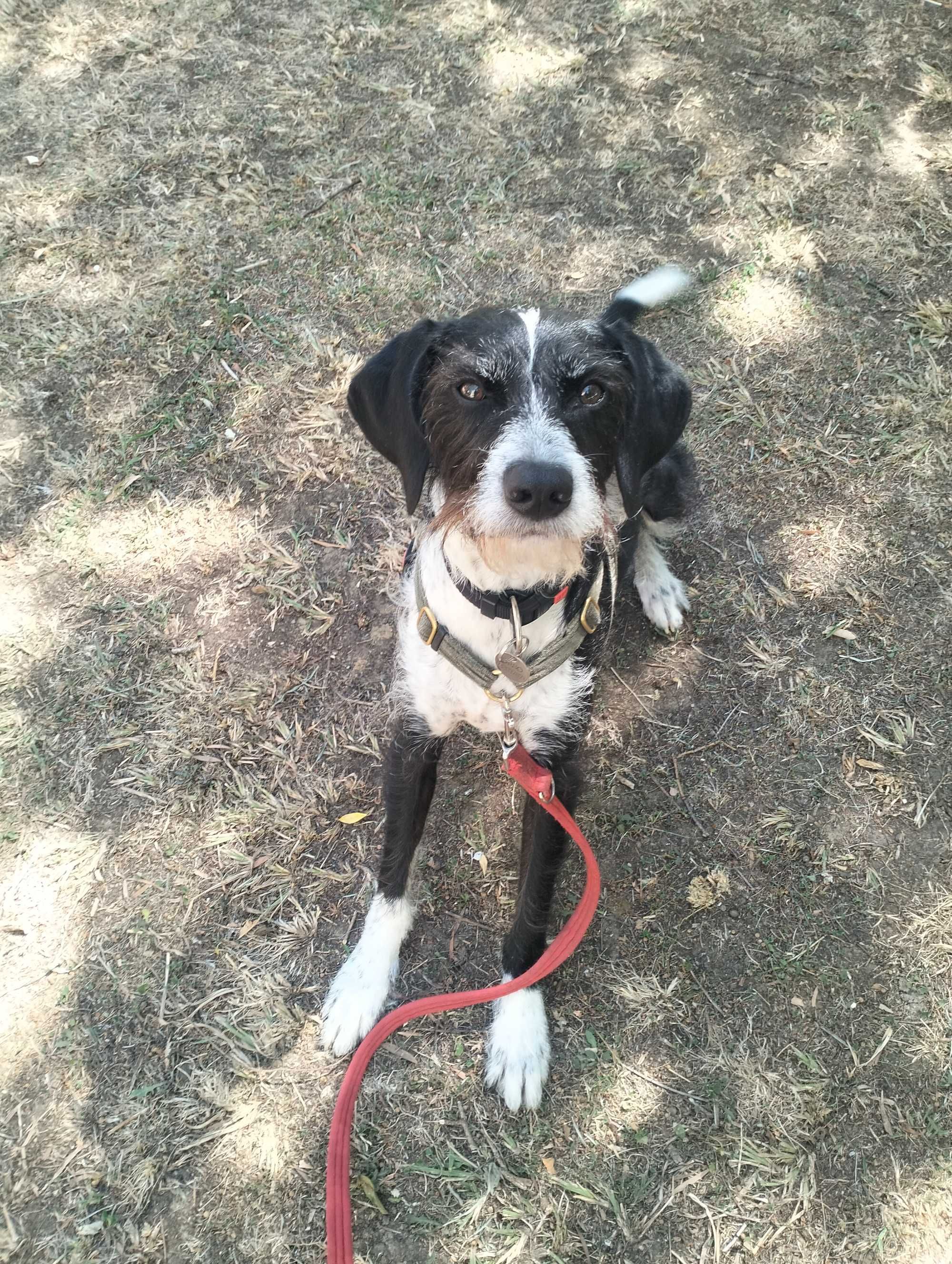 Passeios/Pet sitting/ hotel familiar