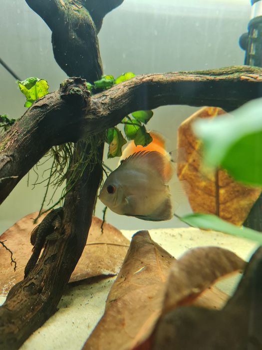 Discus diversos a partir de 7cm