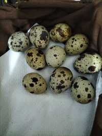 Ovos de codorniz não são galados