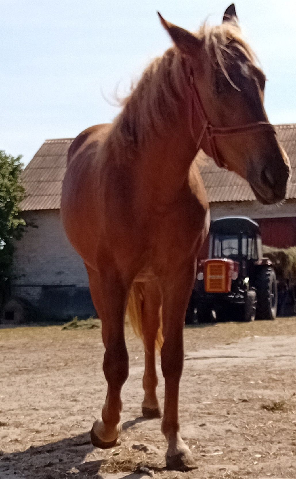 Klacz Zimnokrwista