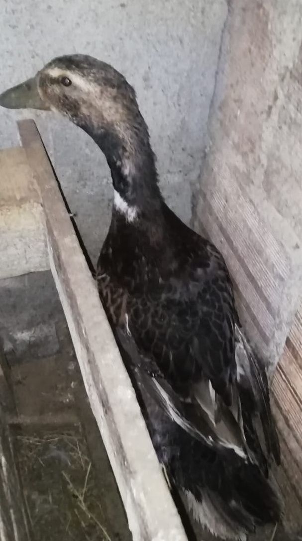Vendo pato roen macho