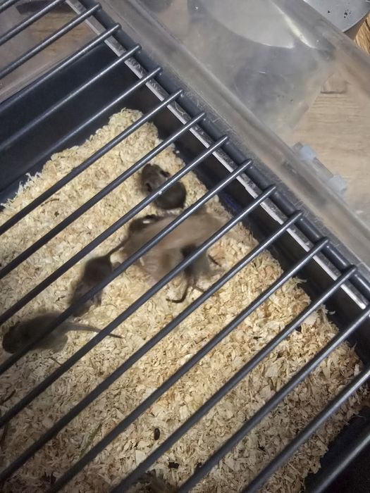 Oddam w dobre ręce koszatniczki tygodniowe wraz z klatką.