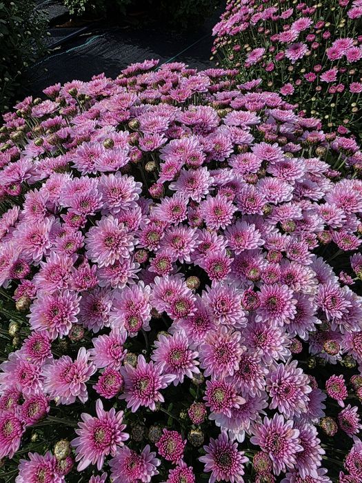 Chryzantemy drobnokwiatowe od producenta