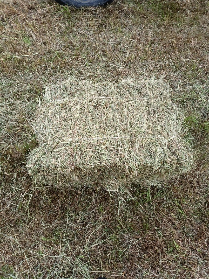 Siano w kostach, suche, nie zalane składowane w pomieszczeniu.