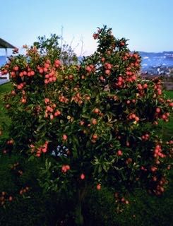 Kumquat biológica (laranja anã)