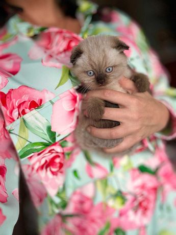 Piękny kotek zwisłouchy czekoladowy point o niebieskich oczach