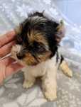 Yorkshire terrier biewer