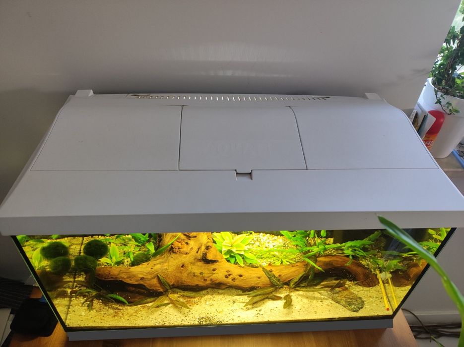 Akwarium Aquael 54l krewetkarium zestaw z życiem energooszczędne!